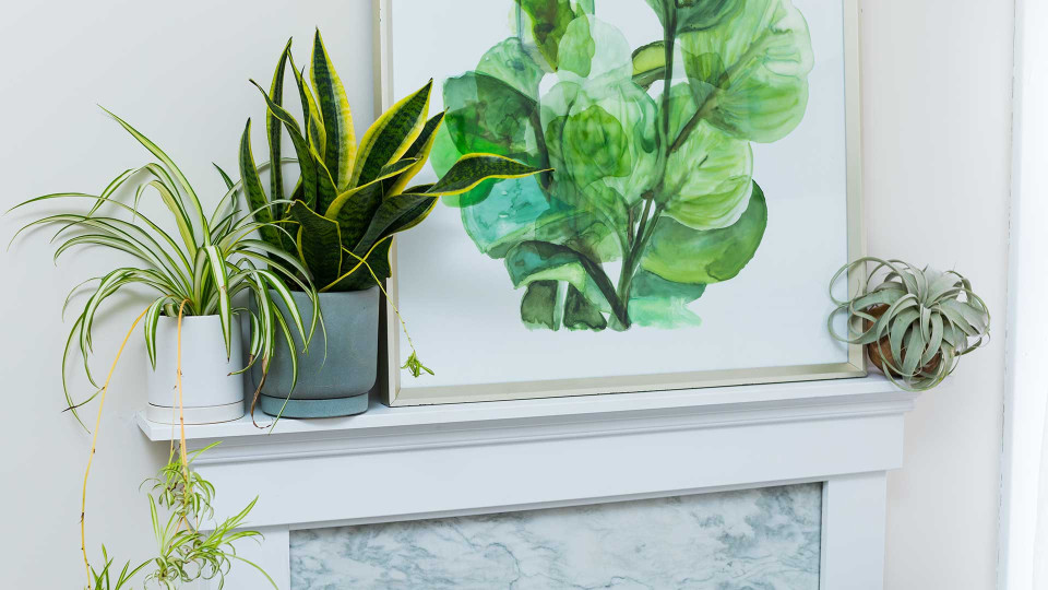 Planters / Plant Painting on Mantle
