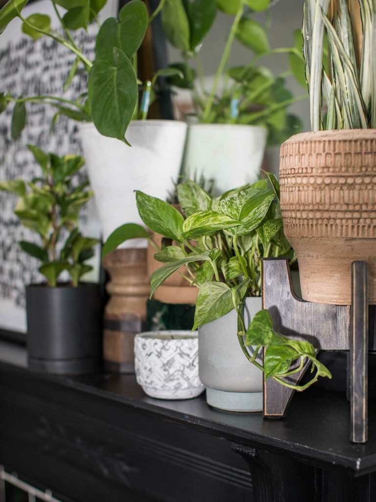 a whole bunch of planters on a mantle