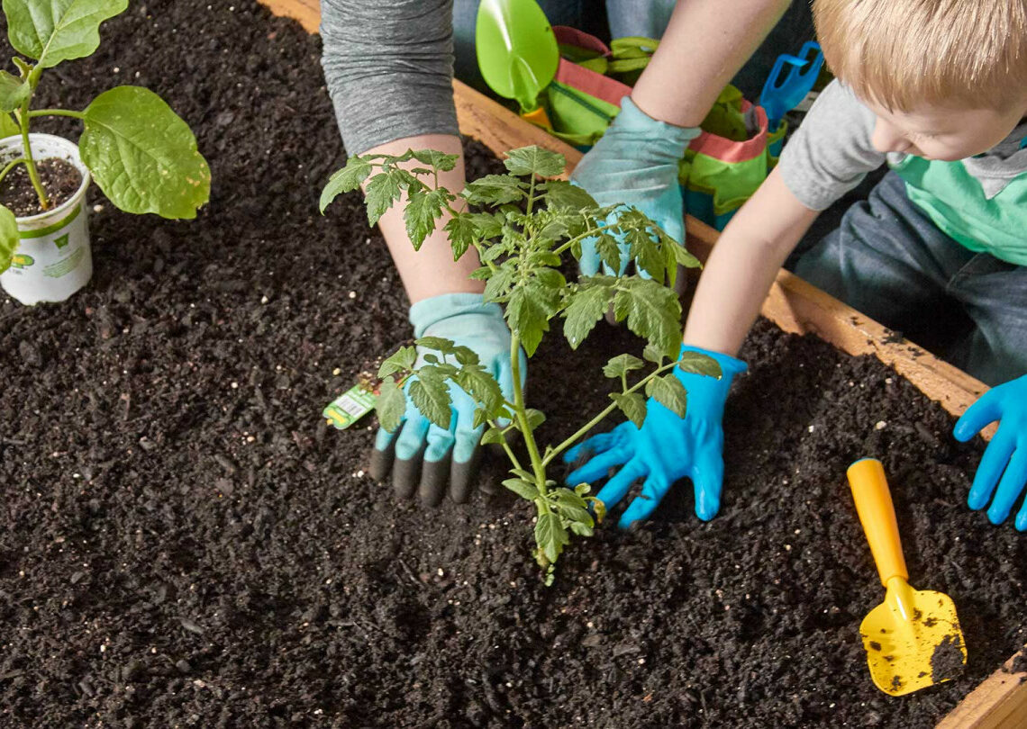 Planting in Soil