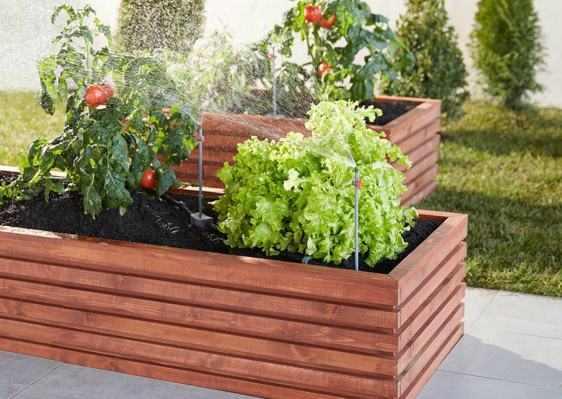 Tomatoes in raised planters