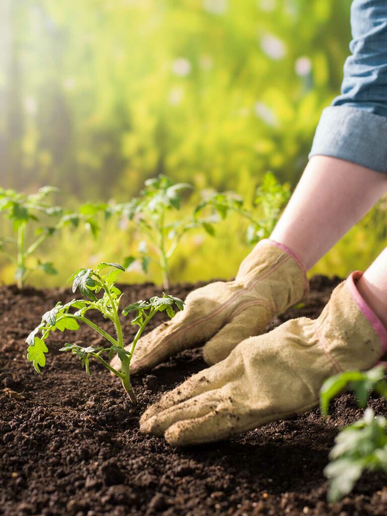 hands planting plants