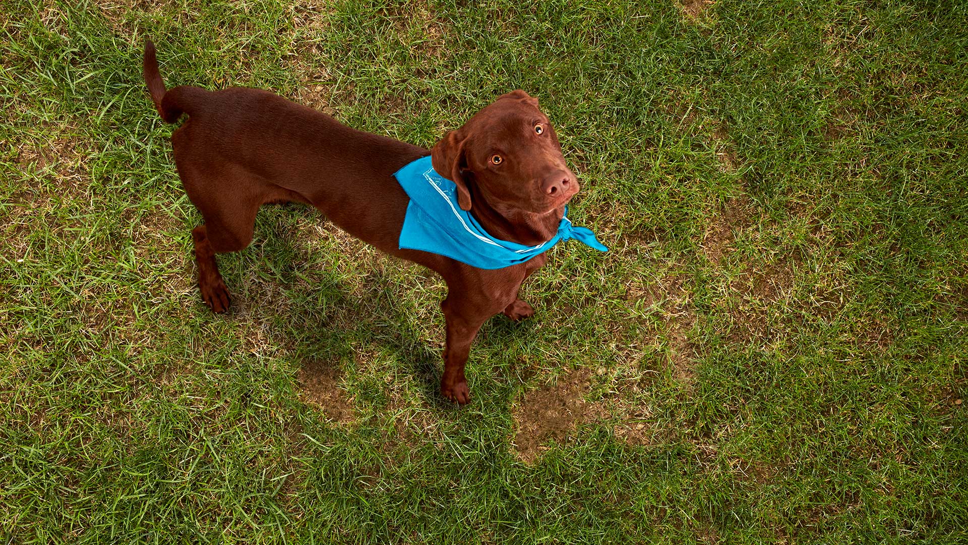 good doggo wearing a blue bandana